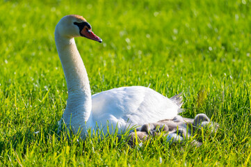 a swan family rests on a mown  field, the two parents take care of their little ones who cuddle up to the mother