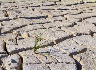 Canvas Print - plant in fissured dry ground