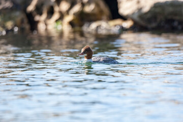 Poster - Common Merganser (Mergus merganser) bird in the natural habitat.