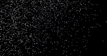 Wall Mural - snow falling and blowing in several directions over a black background.