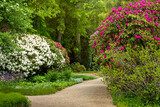 Fototapeta Lawenda - Blooming rhododendrons. City Park, Grosser Garten in Dresden,  Saxony, rhododendrons, flowering bushes, flowers, red and white rhododendrons