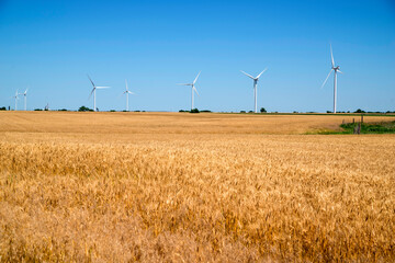 Canvas Print - wind turbines in a field of wheat