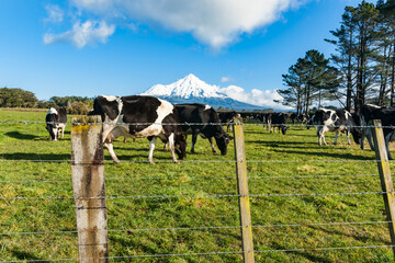 Wall Mural - Herd black and white cattle through fence grazing below snowcapped peak of Mount Egmont.