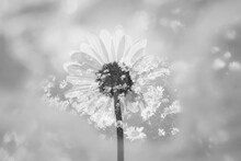 Double Exposure On Wild Daisies In Black And White.