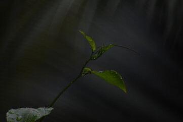 Wall Mural - green leaves on a black background