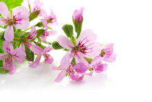 Pink Flowers Of Rose Geranium Isolated On A White Background. 