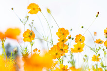 Beautiful Yellow Cosmos Flowers Blooming In Flower Field Background In Sunny Day.