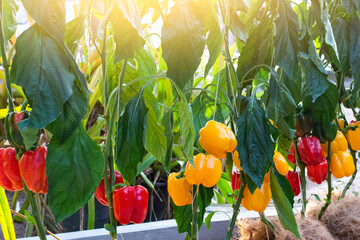 Wall Mural - Closeup fresh organic raw and ripe ( green, orange, yellow ) bell peppers with green leaf on the tree in the garden.