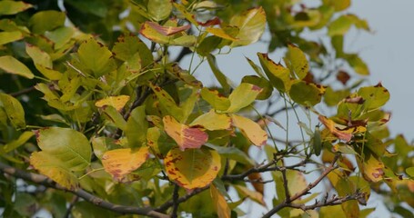 Wall Mural - autumn fall tree leave in the park