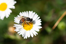 Close Up Bee Or Honeybee On White Daisy Flower. Spring And Summer Concept.