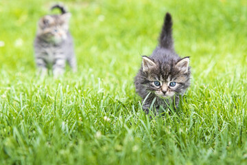 kitten in the green grass