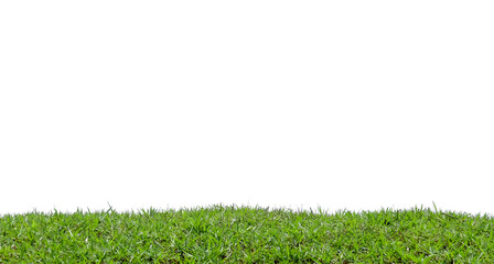 Short green grass field isolated on white background.