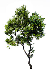 tree isolated on white background. suitable for use in architectural design or decoration work. used