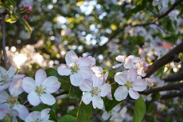 Wall Mural - Blossoming apple tree branch in the rays of the sun breaking through flowers, Selective focus