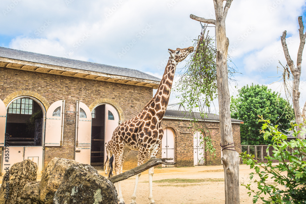 Beautiful giraffes at London Zoo,ZSL London Zoo Stock Photo