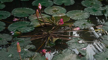 Leaves Of Green Lotus, Water Lily On The Surface Of The Water In The Pond. Calm Natural Green Background