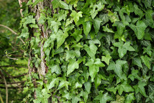 Ivy Leaves Growing Thick On The Tree