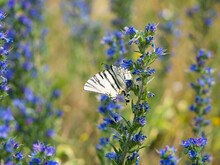 Scarce Swallowtail (Iphiclides Podalirius) Butterfly On Viper's Bugloss Plant