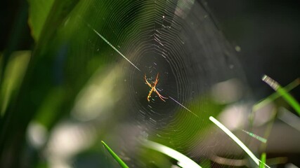 A closeup on a spider sitting in the center of a sunlit round web barely moving in the wind.