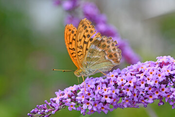 Wall Mural - Kaisermantel (Argynnis paphia) trinkt Nektar an einem Flieder - Silver-washed fritillary