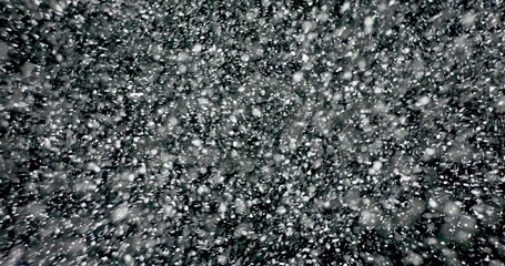 Wall Mural - white snowflakes falling from the sky against an isolated black background