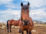Fototapeta Konie - Horses graze on a farm in the corral. Photographed close-up.