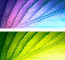 Aufkleber - Set of two beautiful colorful natural textures tropical leaf with streaks close-up macro. Transition of color from dark to light in green and purple-pink blue-violet tones.