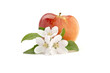 White apple blossom with green leaves in front of big red apple. Closeup frontal view isolated on white background