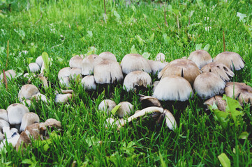 Wall Mural - many dung mushrooms stick out from the grass, mushrooms grow on the lawn