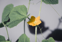 Yellow Melon Flower On A Stem With Green Leaves On A Gray Background. Pastel Shades. Abstract Pattern.