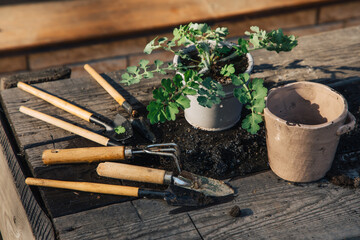 Two flower pots with the inscription. In one flower seedlings and nearby on the table are garden tools