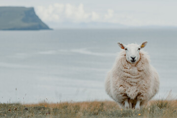 Sheep in the highlands, Scotland.