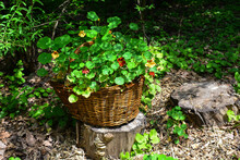 Basket With Spring Flowers In The Garden. Stands On A Wooden Tree Stump. On A Bright Sunny Spring Day.
