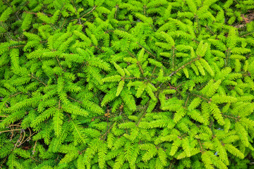 Wall Mural - Fir branches with fresh shoots in the spring. Young green shoots ate in spring. Fir branches on a green background. Sunny spring day.