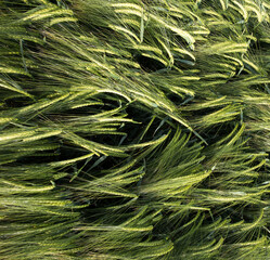 Canvas Print - Green barley field shoot from drone