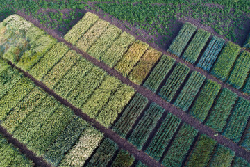 Canvas Print - Different sorts of cereals on test plots