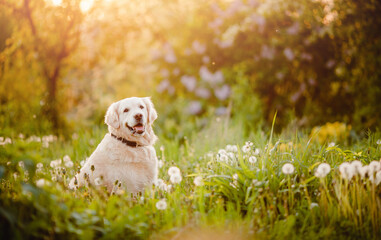 Wall Mural - Active, smile and happy purebred labrador retriever dog outdoors in grass park on sunny summer day