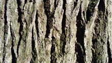 The Bark Of An Old Tree. Brown-beige Warm Colors In Exfoliating Bark. Tree Trunk. Individual Elements Of The Cortex Puff, Separate From The Base. Natural Light