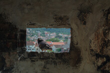 A Pigeon Sitting On A Stone Window And Looking Out At The City