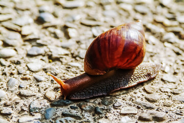 Taiwan - Tai Tong : Snail Walking On The Road