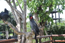 Black Vulture In The Zoo, Kakak Tua Raja