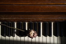 Overhead Shot Of Old Dried Pink Rose On Keys Of Vintage Piano