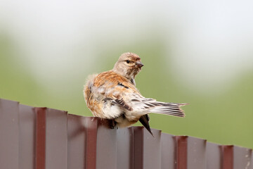 Wall Mural - Common linnet linaria cannabina male sitting on fence cleaning feathers. Cute little brown finch songbird in wildlife.