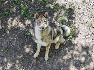  dog Laika in the grass