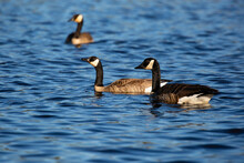 Pair Of Adult Canada Goose (Branta Canadensis) Swimming On A Lake In Wisconsin