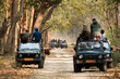 JIM CORBETT, INDIA-MAY 11: Tourist on Safari jeeps waiting for tiger sighting in the dense sal forest of Jim Corbett National Park, India on May 11, 2018