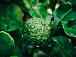 Fresh bergamot fruits on the tree. Can be used for cooking.Bergamot with water droplets 