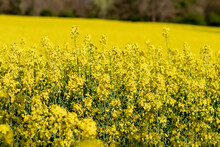 Yellow Raps (rapeseed) Crops On Farmland Close Up With Out Of Focus Elements