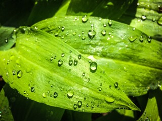 Water drops on fresh green leaf, spring morning dew