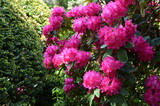 Fototapeta  - Rododendrony, kwitnące różaneczniki w kolorze fuksja,  Rhododendron